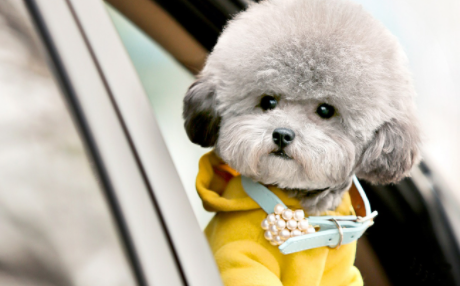 泰迪掉牙以后能活幾年