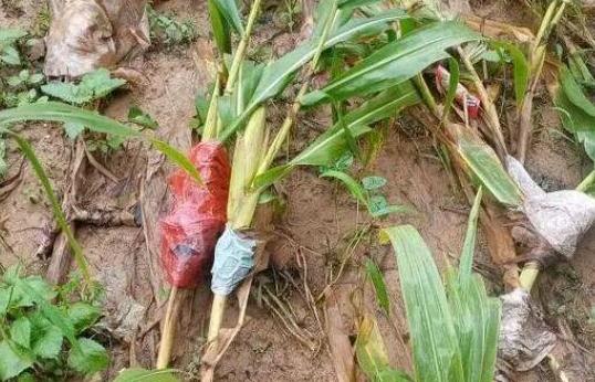 玉米澇害有什么緩解的辦法