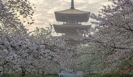 棗莊市春季賞花去哪里 推薦棗莊市春季賞花好去處