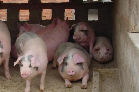 獸用消炎藥有哪些  獸用消炎殺菌的藥大全及介紹資料