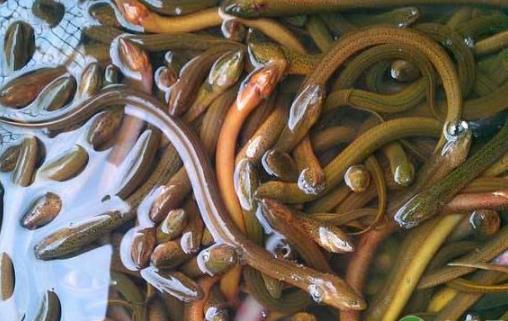 黃鱔養(yǎng)殖技術(shù)要點(diǎn)有哪些 黃鱔養(yǎng)殖技術(shù)簡(jiǎn)介