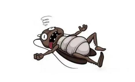 汽車里有蟑螂怎么解決 汽車里有蟑螂怎么辦