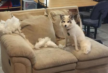 寵物狐貍好養(yǎng)嗎？寵物狐貍飼養(yǎng)注意事項(xiàng)有哪些？