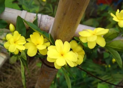 迎春花的外形特征描寫 迎春花的樣子怎么描述