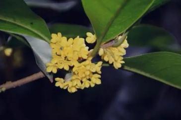 桂花是什么季節(jié)開放 桂花具體是什么季節(jié)開放
