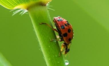 常見的昆蟲種類100種 常見的昆蟲有哪些大全