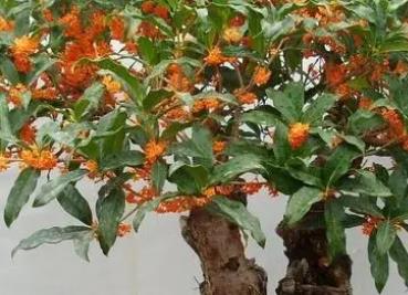 盆栽丹桂的養殖方法，盆栽丹桂的六個步驟