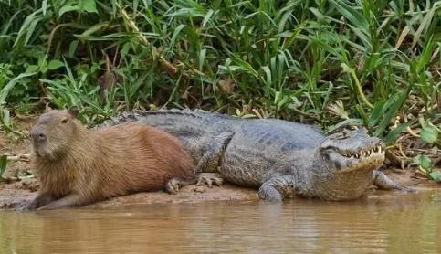 為什么鱷魚不攻擊水豚 鱷魚為什么不吃水豚