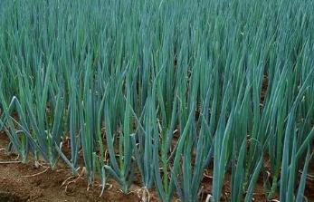 種植品質(zhì)好大蔥什么時(shí)間收獲好？