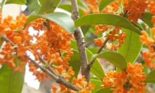 丹桂樹什么時候開花