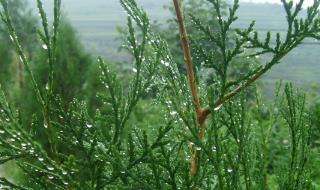 柏樹的種類有哪些？柏樹的種類介紹