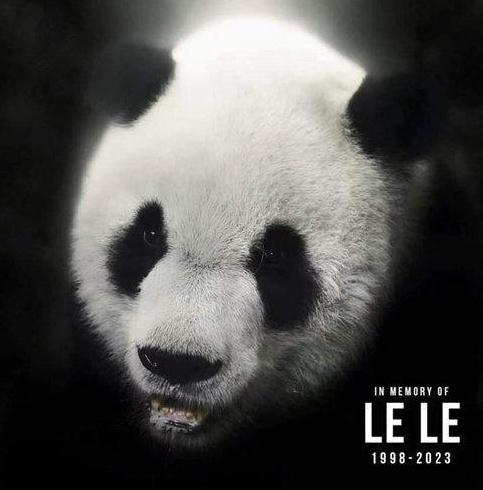 大熊貓“樂樂”死因已初步確定  旅美雄性大熊貓