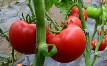 西紅柿紅透了但很硬，一般是什么原因？