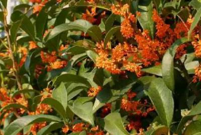 描寫丹桂開花樣子的句子  丹桂開花樣子圖片