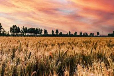 形容風吹麥浪的優美句子 有關描寫麥浪優美的句子