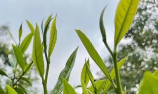 形容春茶的句子,描寫春茶的優美短句