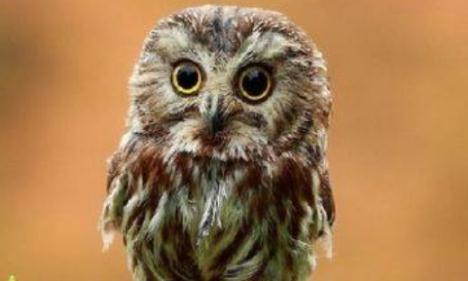 貓頭鷹是幾級保護動物，附部分國家二級保護動物介紹