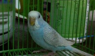 家養小鸚鵡吃哪些食物 家養小鸚鵡吃什么食物