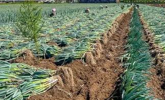 大蔥種植正確收獲方法