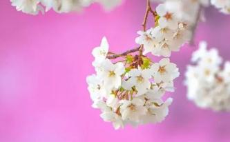 櫻花的詩句千古名句  有關櫻花的詩句名句