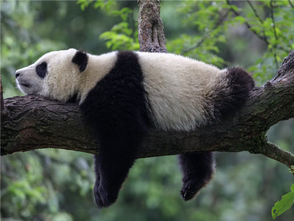 大熊貓“樂樂”死因已初步確定：心臟病變