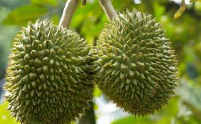 榴蓮的生長(zhǎng)環(huán)境要求是什么  榴蓮的生長(zhǎng)環(huán)境要求有哪些