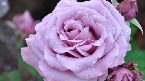 天津市的市花是什么 天津市的市花是什么花介紹