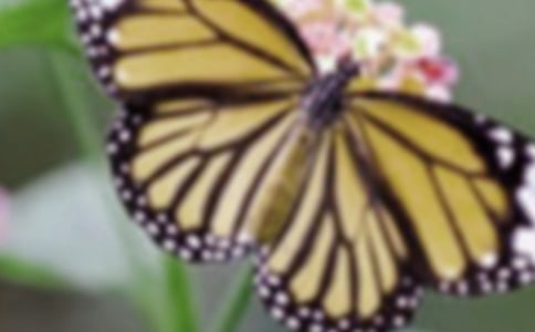 云菲菲《蝴蝶吻》歌詞