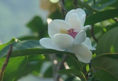 遼寧省花是什么花 遼寧省的省花是什么花(天女花)