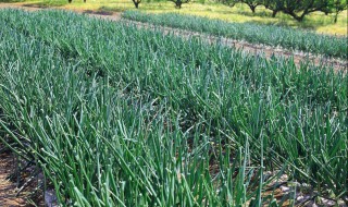 大蔥的最佳收獲時(shí)間什么時(shí)候 現(xiàn)在你知道了嗎