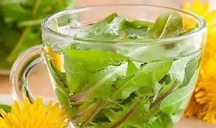 蒲公英茶的功效與作用有哪些