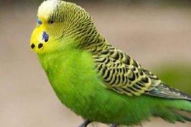虎皮鸚鵡會說話嗎？虎皮鸚鵡說話教學方法介紹