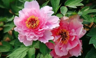 中國的國花到底是什么花(牡丹花)