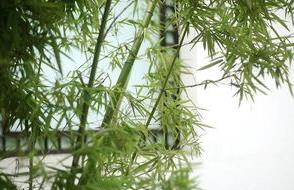 一什么翠竹填量詞