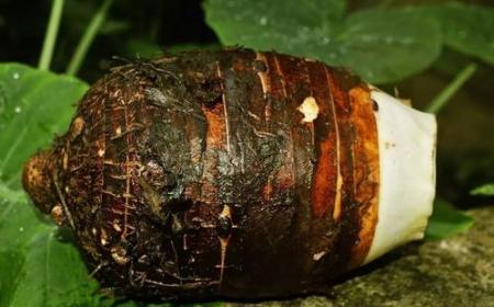 為什么芋頭蒸出來是粘的？芋頭蒸熟了為什么很粘？