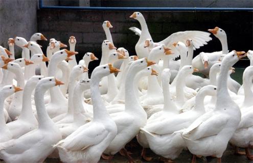 養(yǎng)500只鵝需要投資多少（養(yǎng)500只鵝需多少投資）