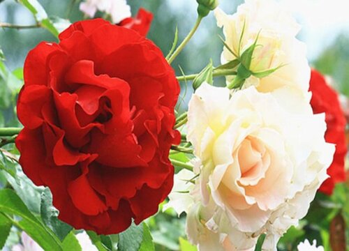 天津的市花是什么 天津的市花是什么花啊圖片