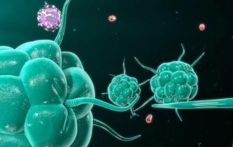 新冠“永久免疫者”和4類人或不易感染新冠者 真的存在嗎？