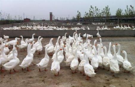 養(yǎng)500只鵝有多少利潤(rùn)  養(yǎng)500只鵝的利潤(rùn)是多少