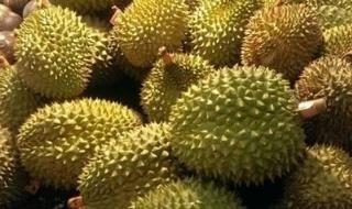 榴蓮產(chǎn)地在我國哪里 榴蓮產(chǎn)地有中國的哪里