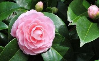 重慶市花是什么花,重慶的市花是什么花