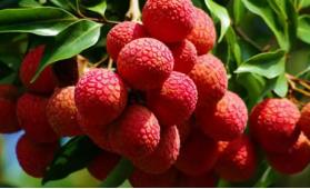 荔枝什么時候成熟季節  荔枝什么時候成熟