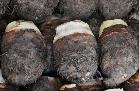 芋頭什么時(shí)候收獲最好(芋頭什么時(shí)候收獲)