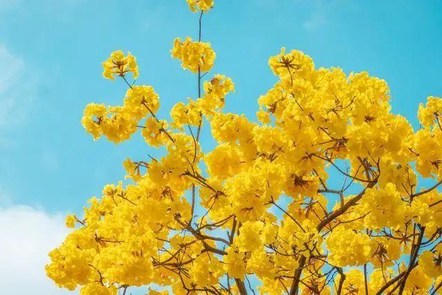 廣州風鈴花開啦!15天花期，一起去賞花吧