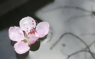 萍水相逢是形容男女朋友嗎（萍水相逢是什么意思）