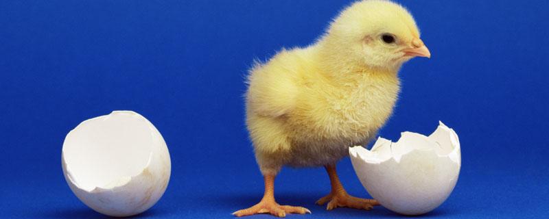 雞是怎么孵出來的 怎么才能孵出小雞