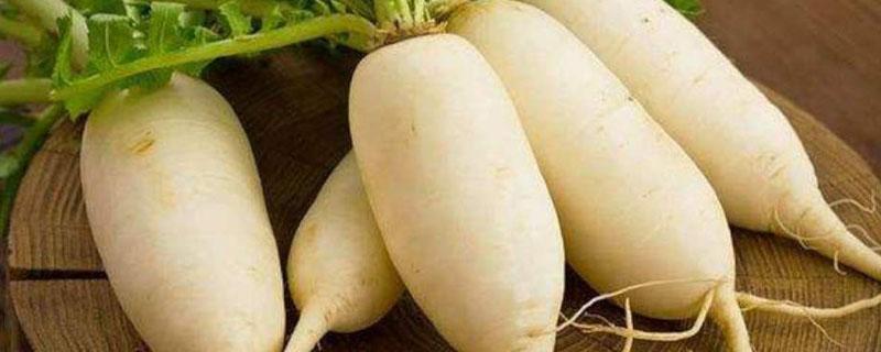 蘿卜菜種植技術  蘿卜菜怎么種植技術