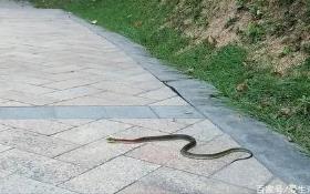 破解出門遇到蛇攔路是什么兆頭？出門遇到蛇攔路要注意什么