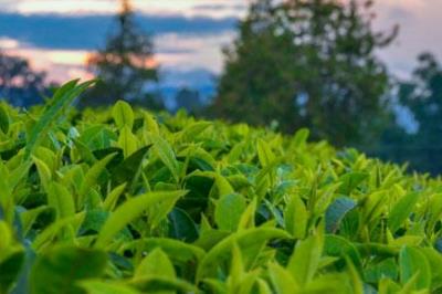 碎銀子是什么茶 碎銀子屬于什么茶