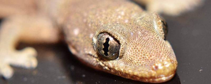 小壁虎為什么沒有尾巴